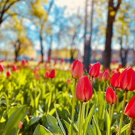 Schoene Aussichten Mitten In Berlin - Il Sole Dış mekan fotoğraf
