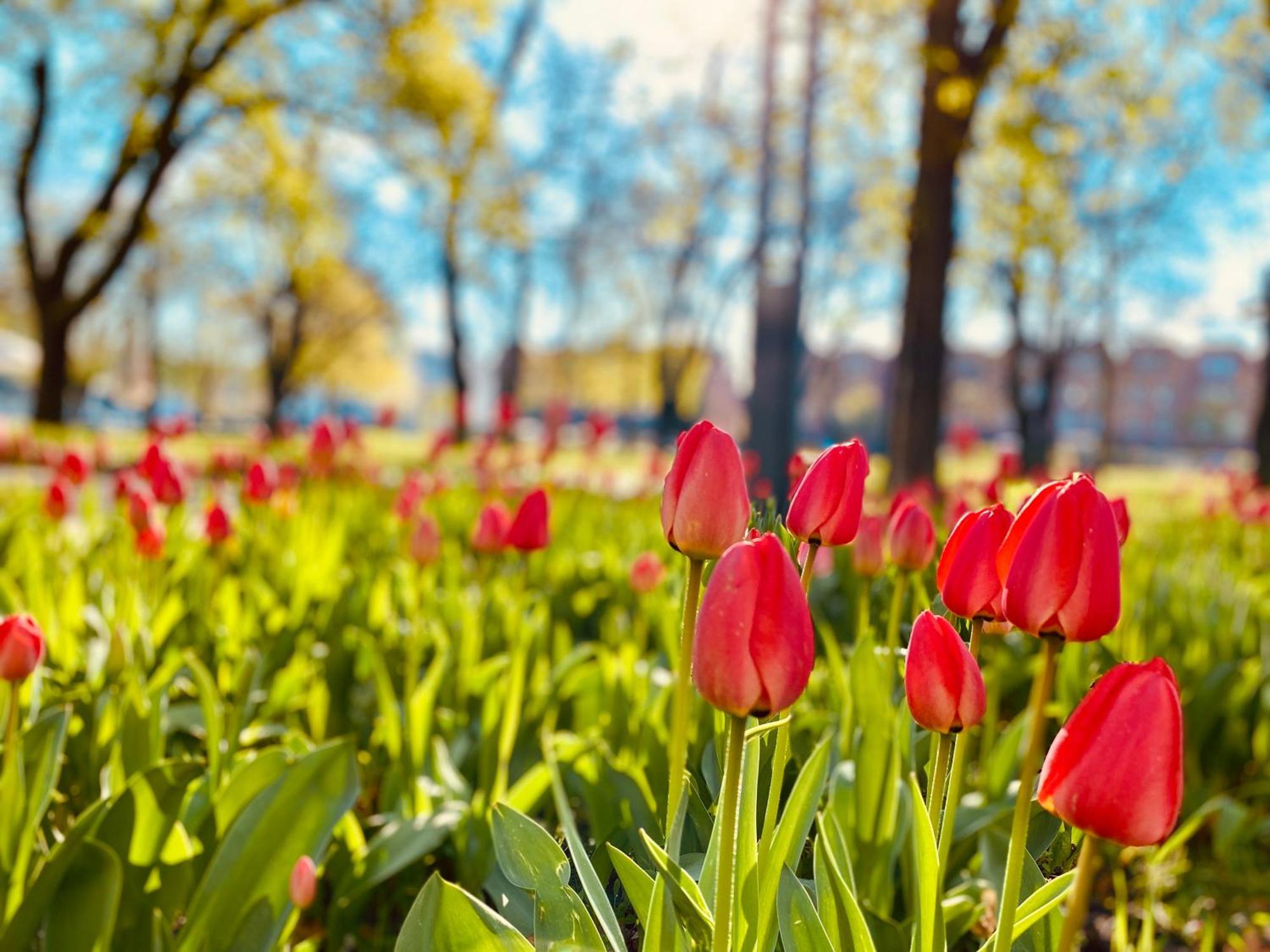 Schoene Aussichten Mitten In Berlin - Il Sole Dış mekan fotoğraf