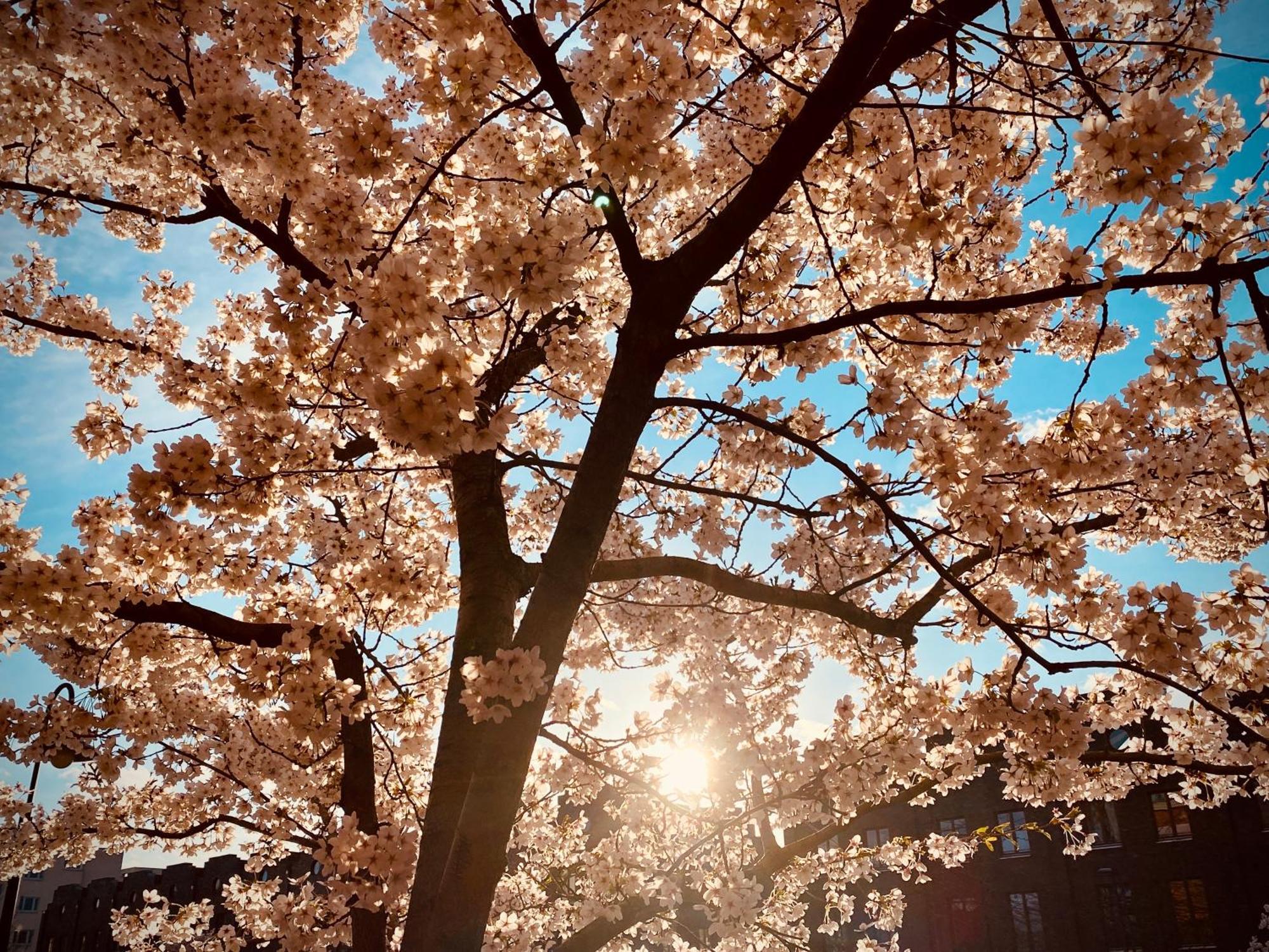 Schoene Aussichten Mitten In Berlin - Il Sole Dış mekan fotoğraf
